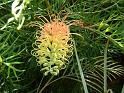 Grevillea Peaches &Cream 